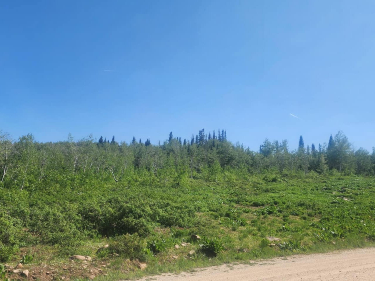 View of wooded area