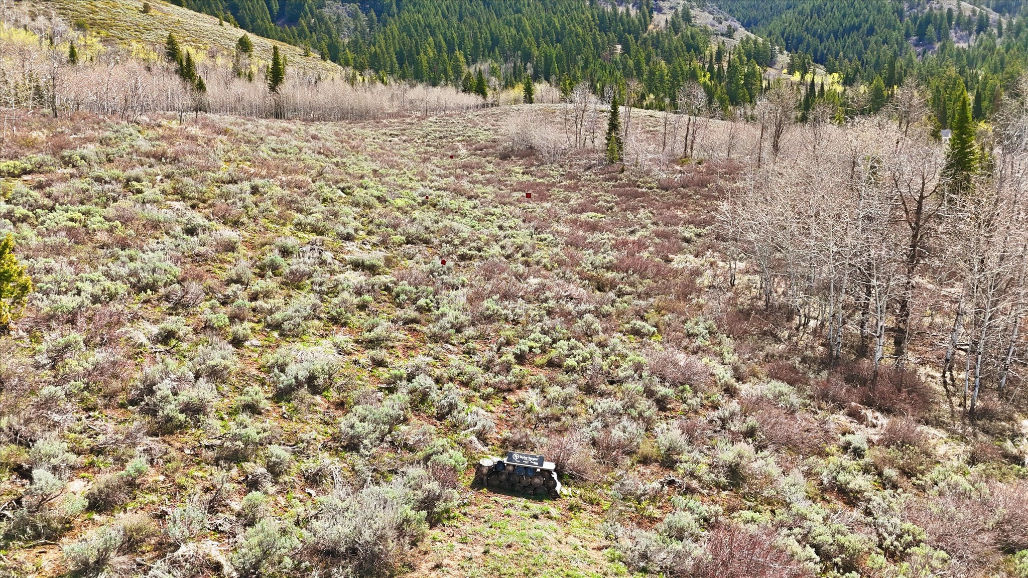 View of woods with a mountain view