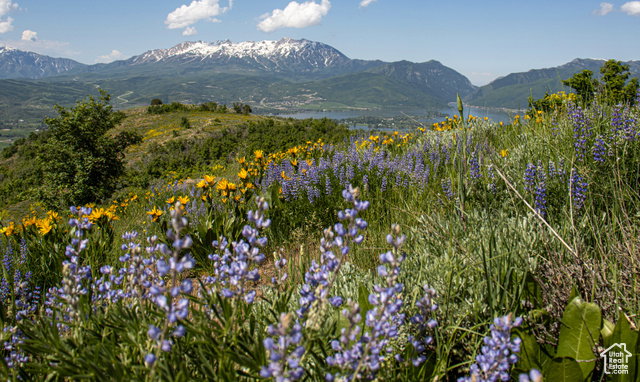 Summer view