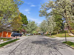 View of the street with blooming trees and mature landscape