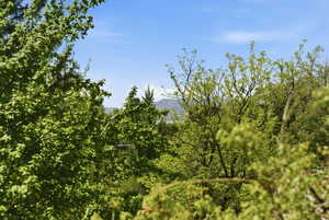 View of local wilderness