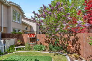 Mature lilac tree