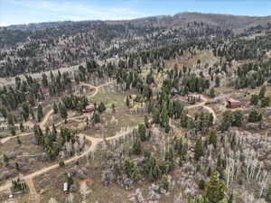 Bird's eye view of a forest