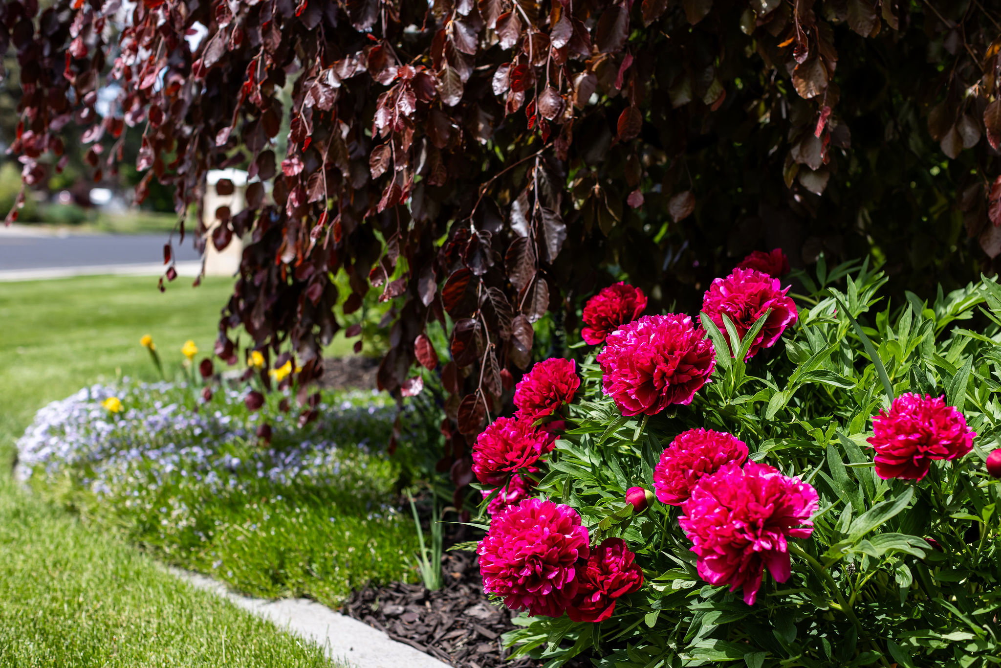 Full landscaping