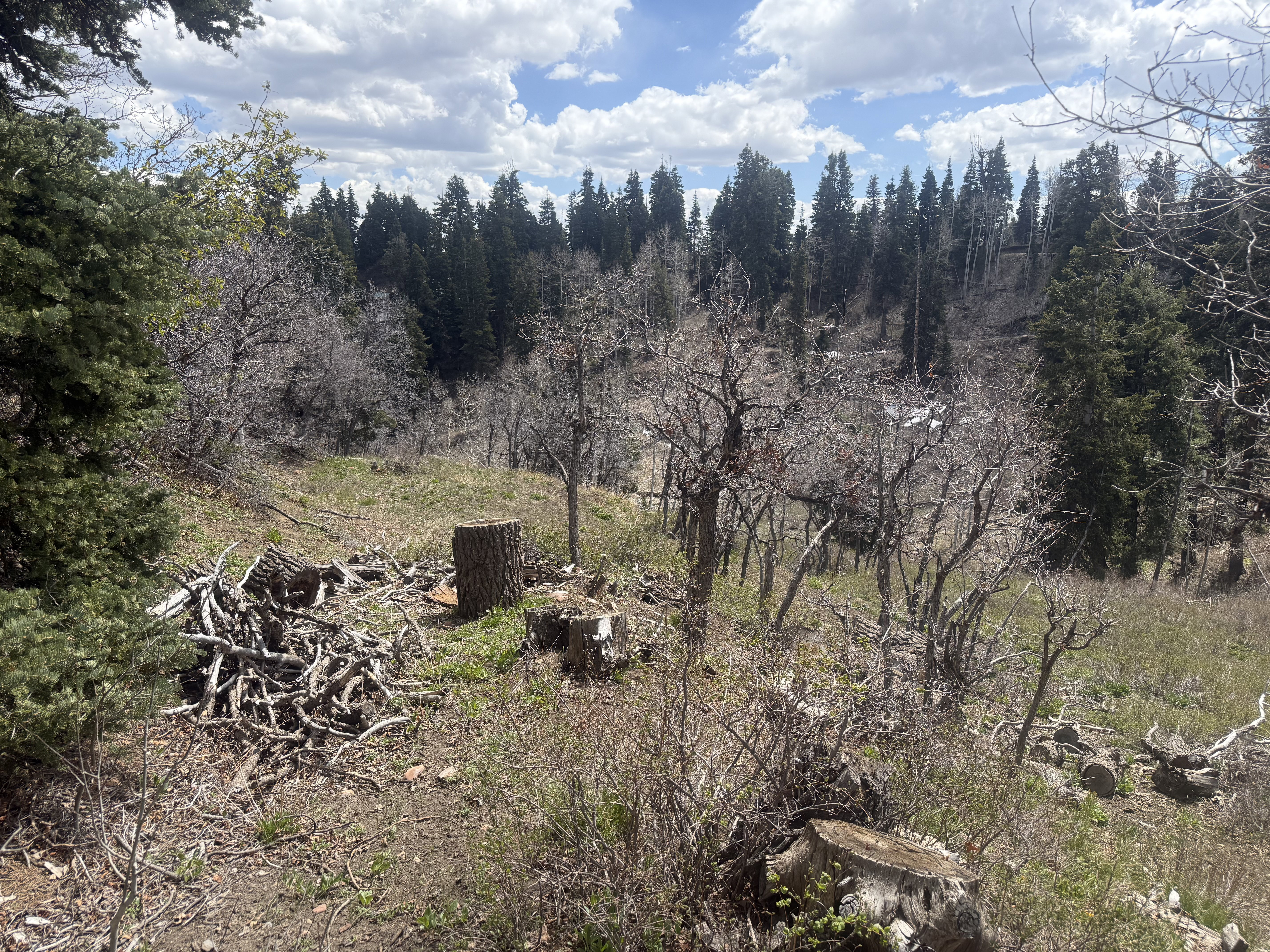 View of nature