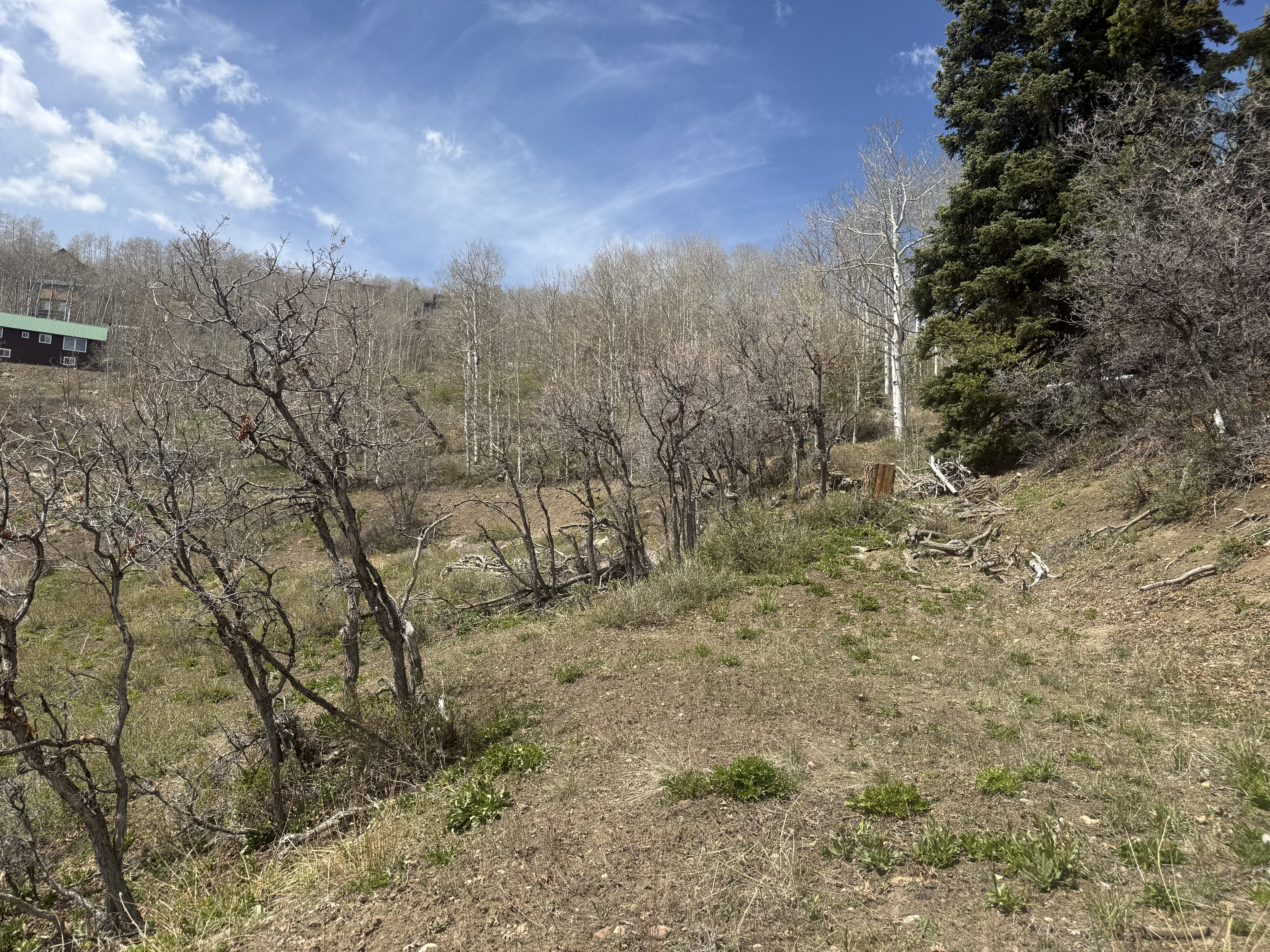 View of local wilderness