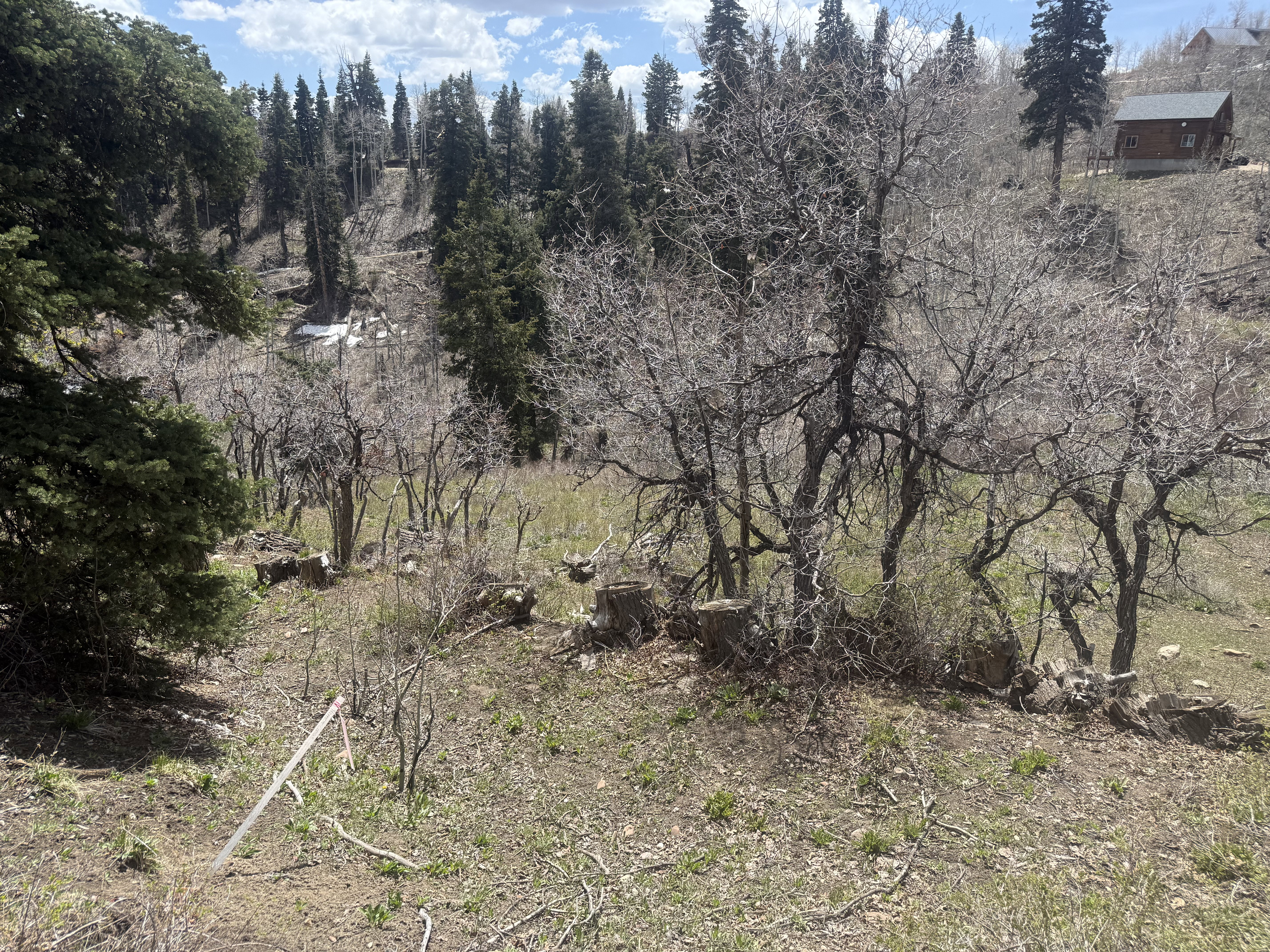 View of nature