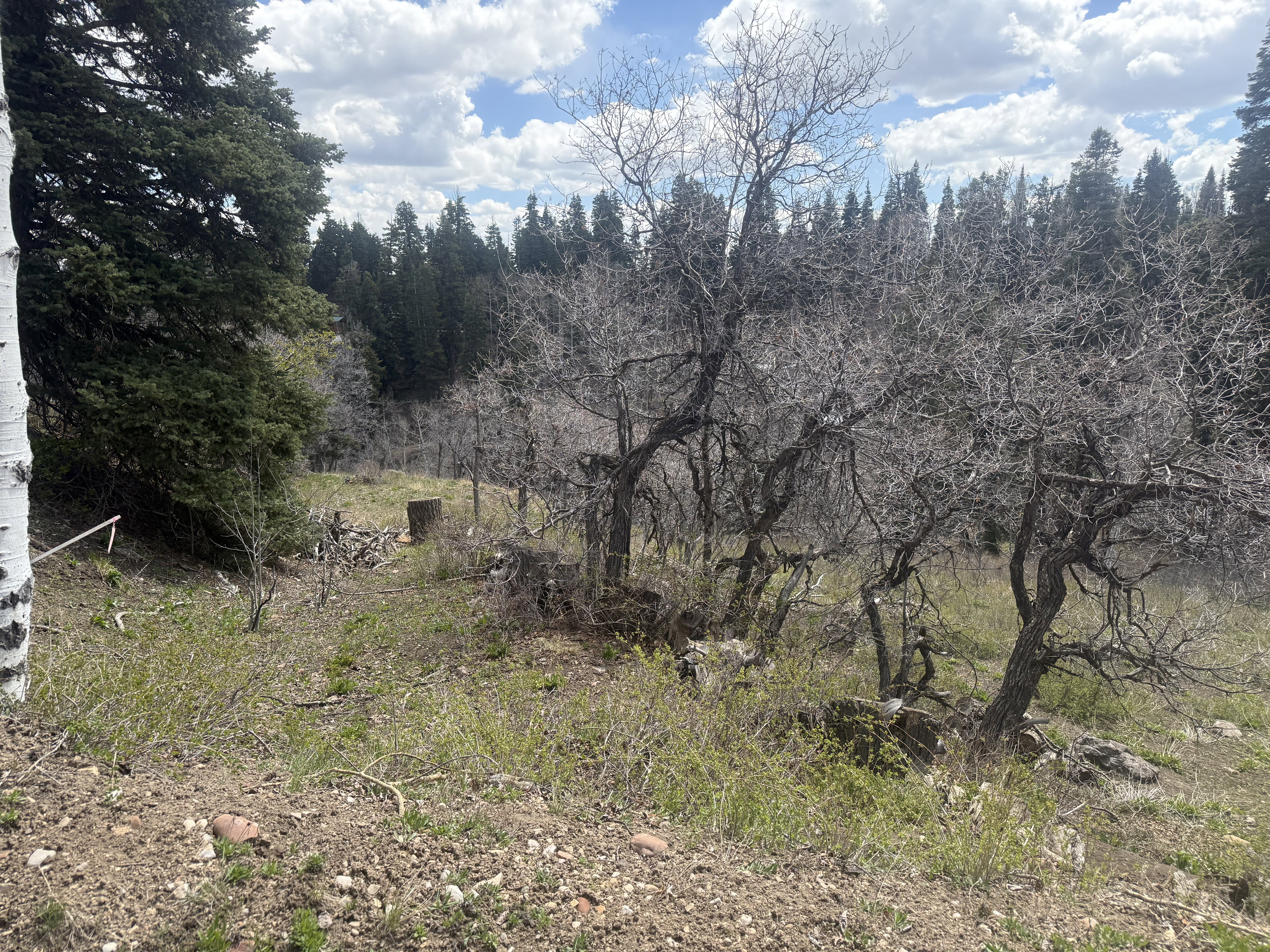 View of undeveloped land