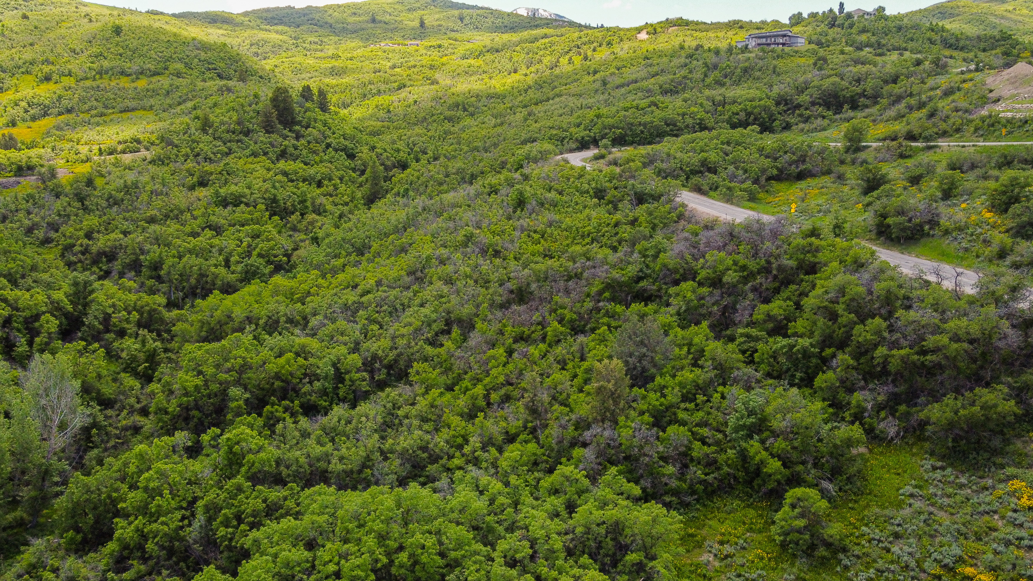Aerial view of a forest