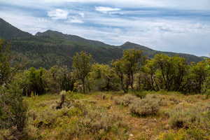 View of mountain backdrop with a heavily wooded area