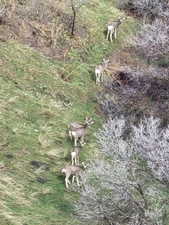 City living with forest feel. Local Wildlife