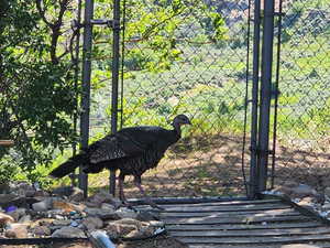 Wild Turkey passing through