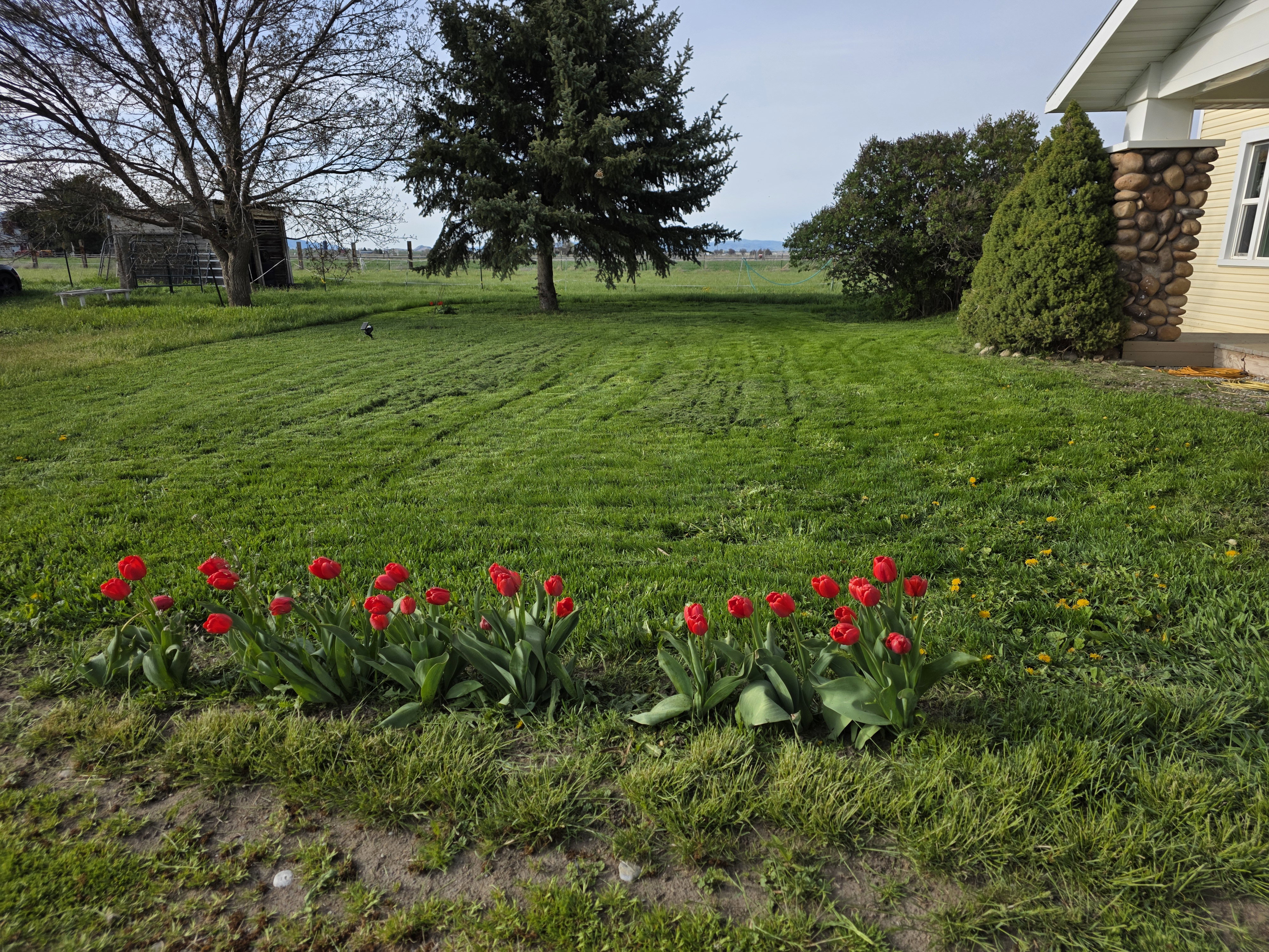 View of green lawn