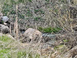 Wolf Creek runs thru the condo property