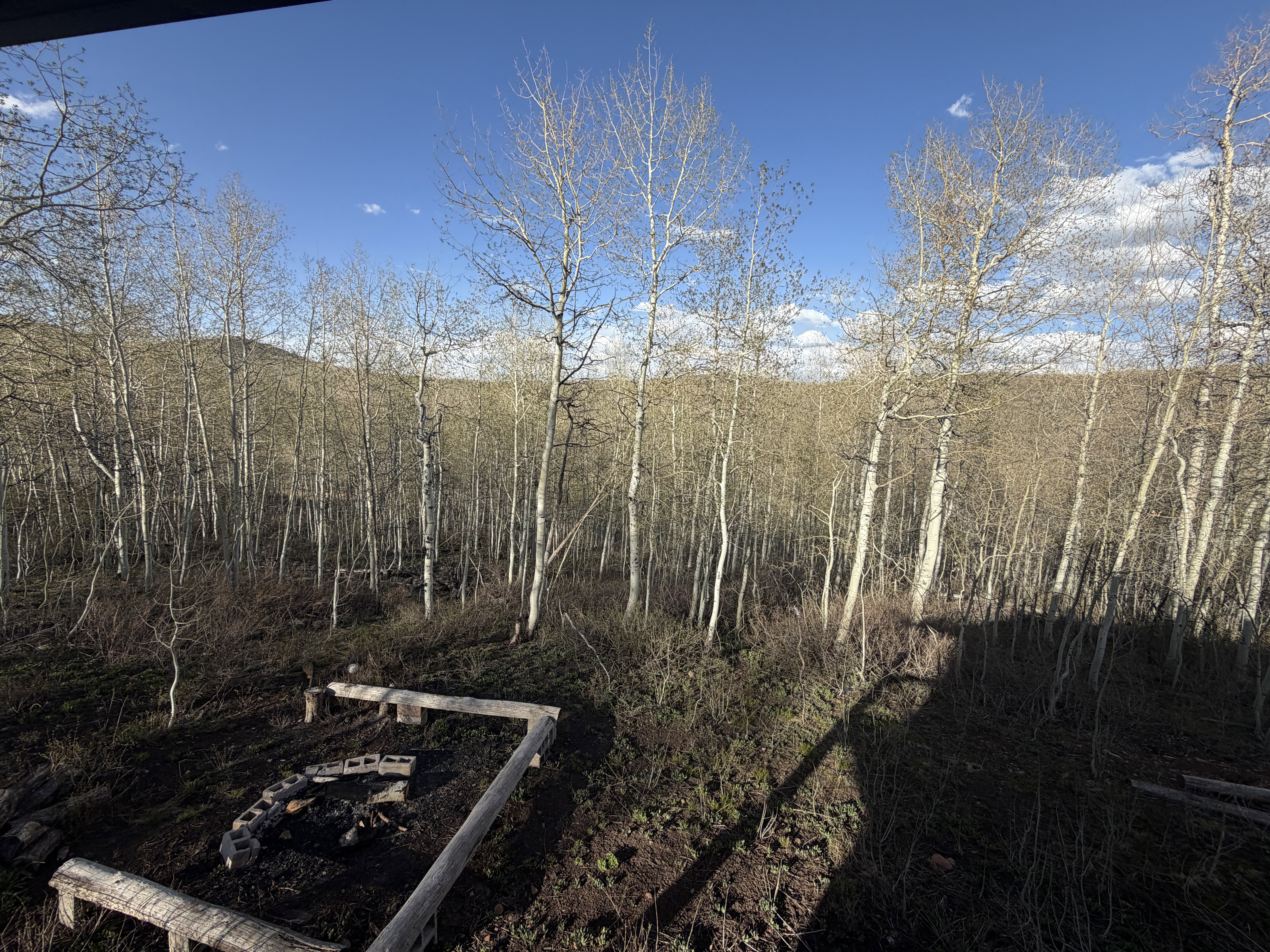 View of local wilderness
