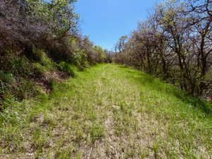 Wild Area on property