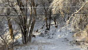 View of nature