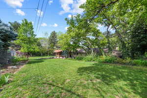 Tons of mature trees