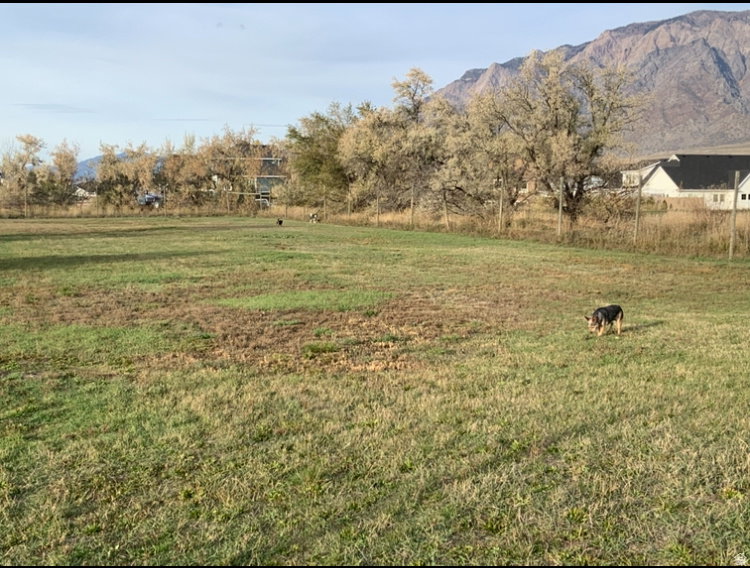 View of grassy yard with a view of rural / pastoral area and a mountain view