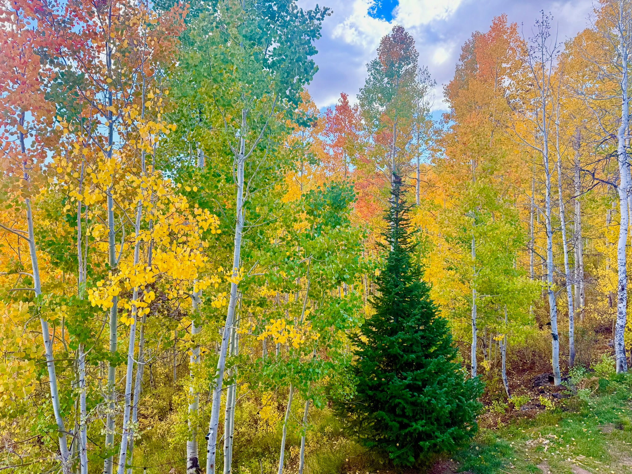 View of woods