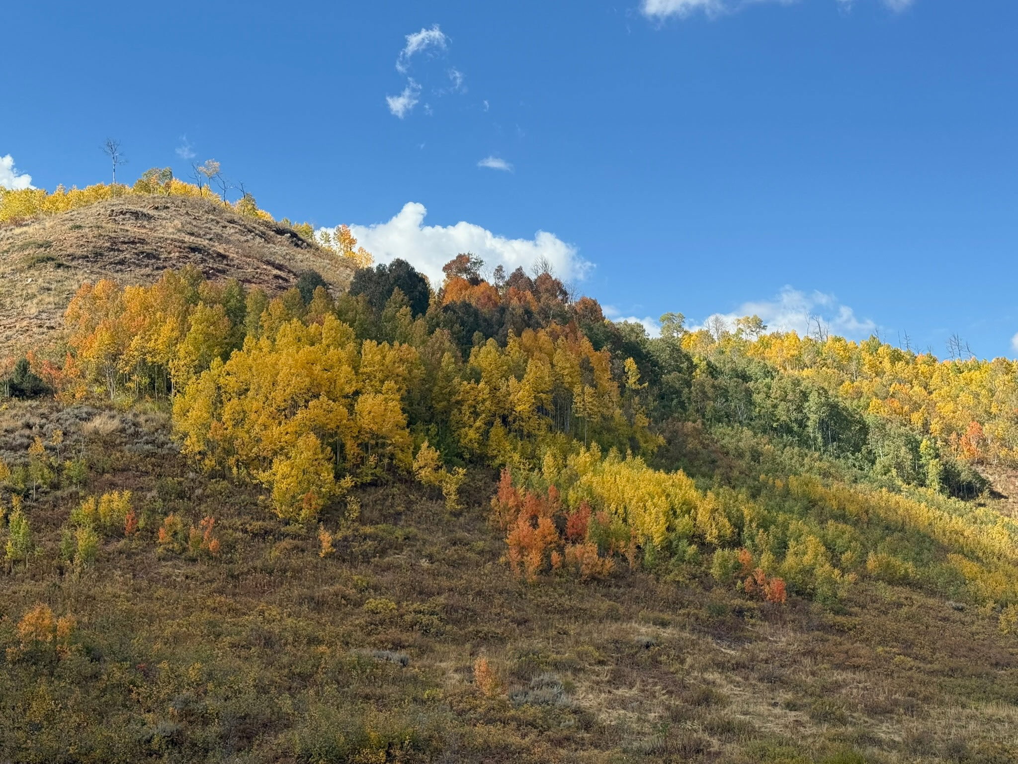 Mountain view with a forest