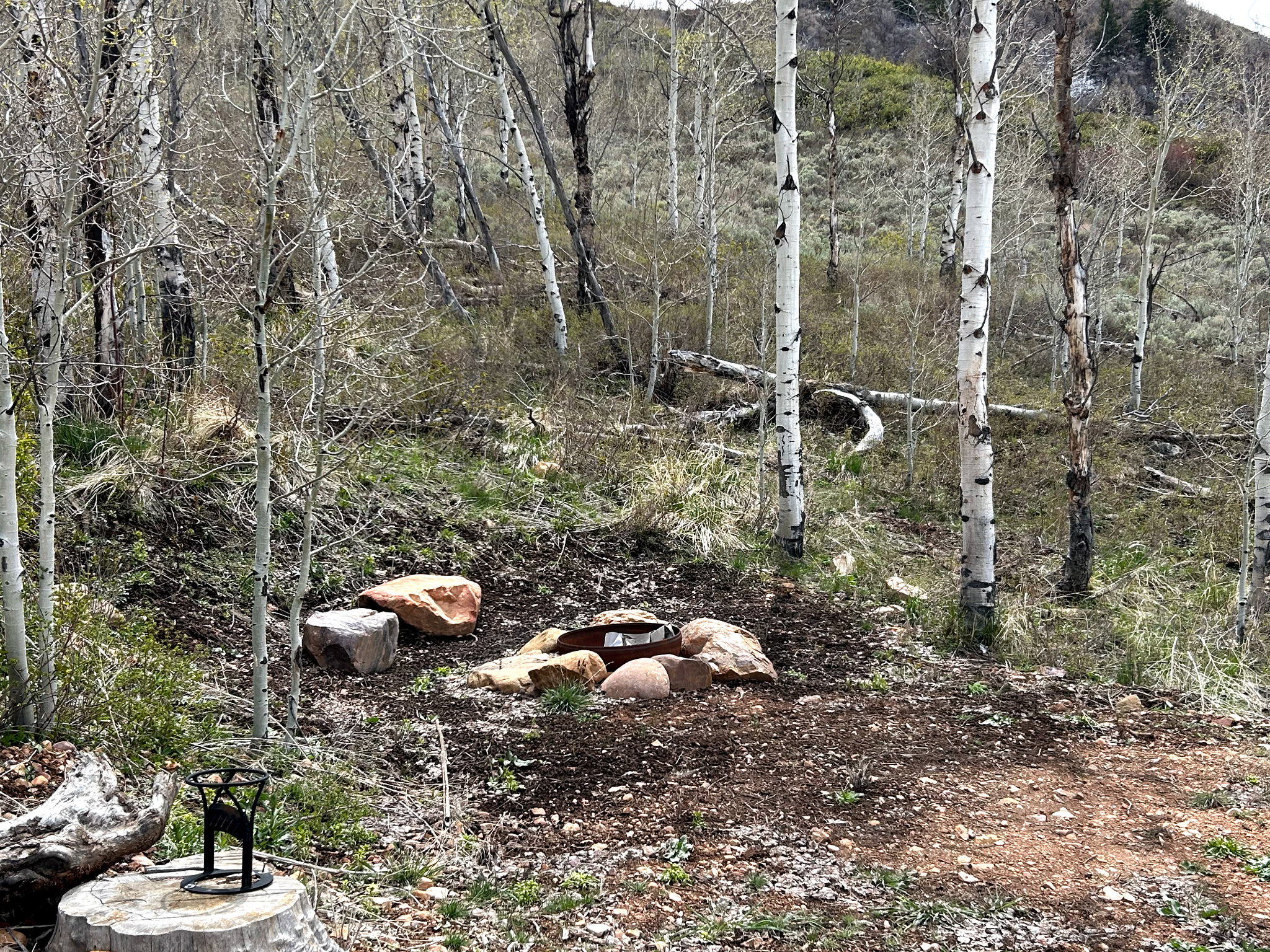 View of tree filled area