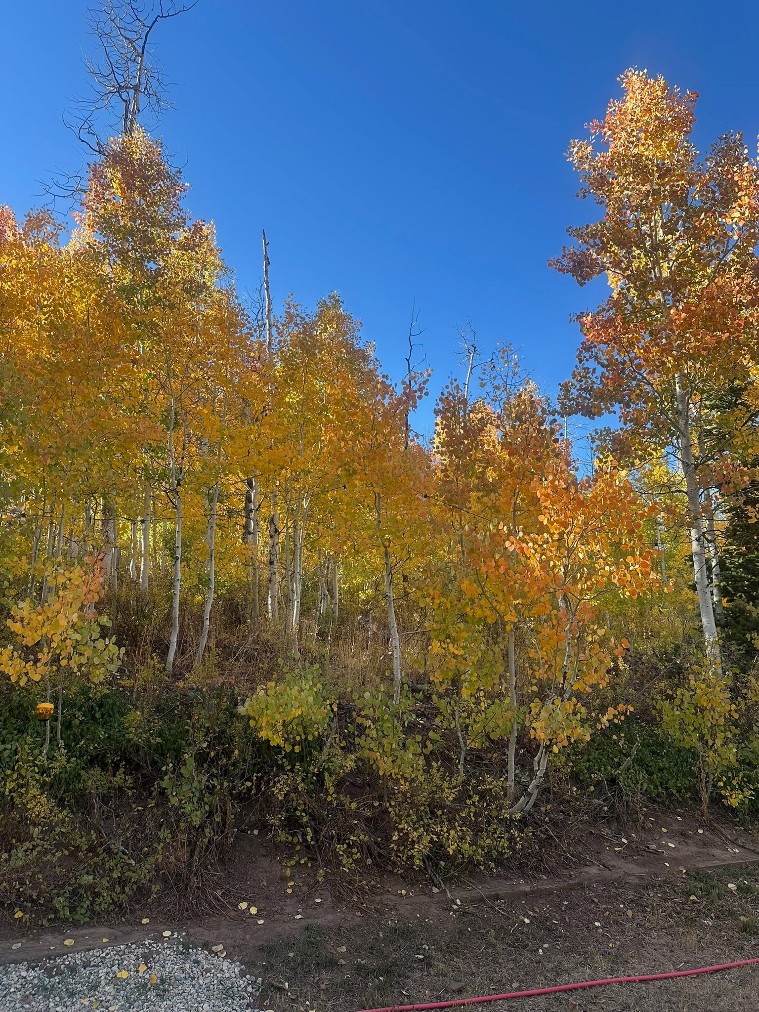 View of undeveloped land