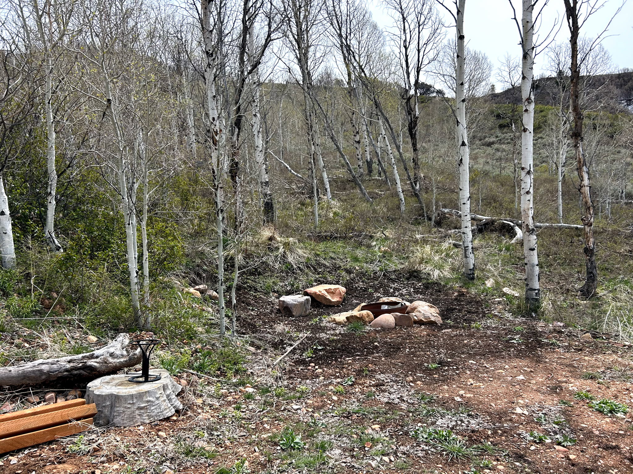 View of local wilderness