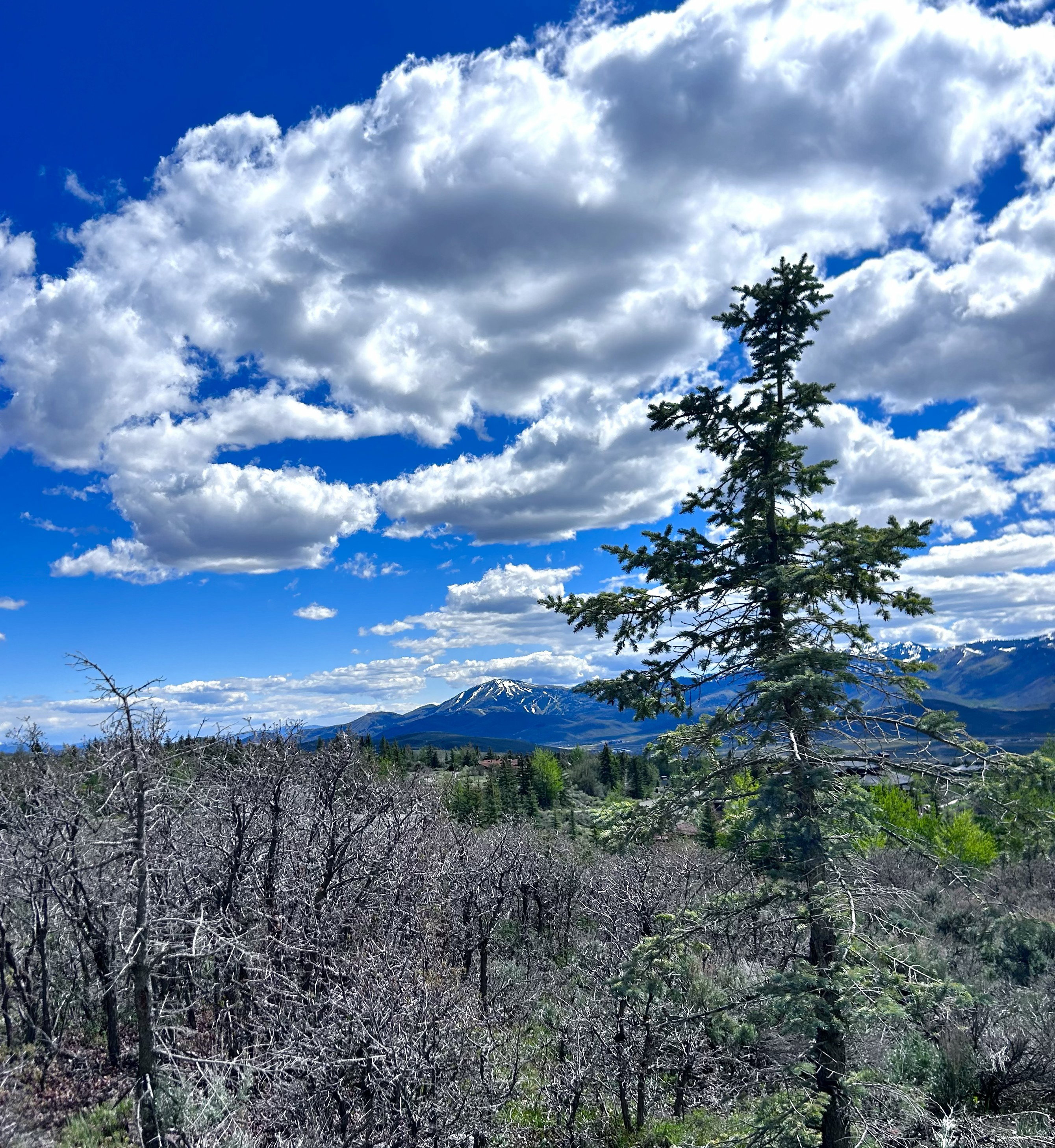 Expansive natural landscape with varied tree coverage, distant snow-capped mountains, and a vibrant blue sky with scattered clouds