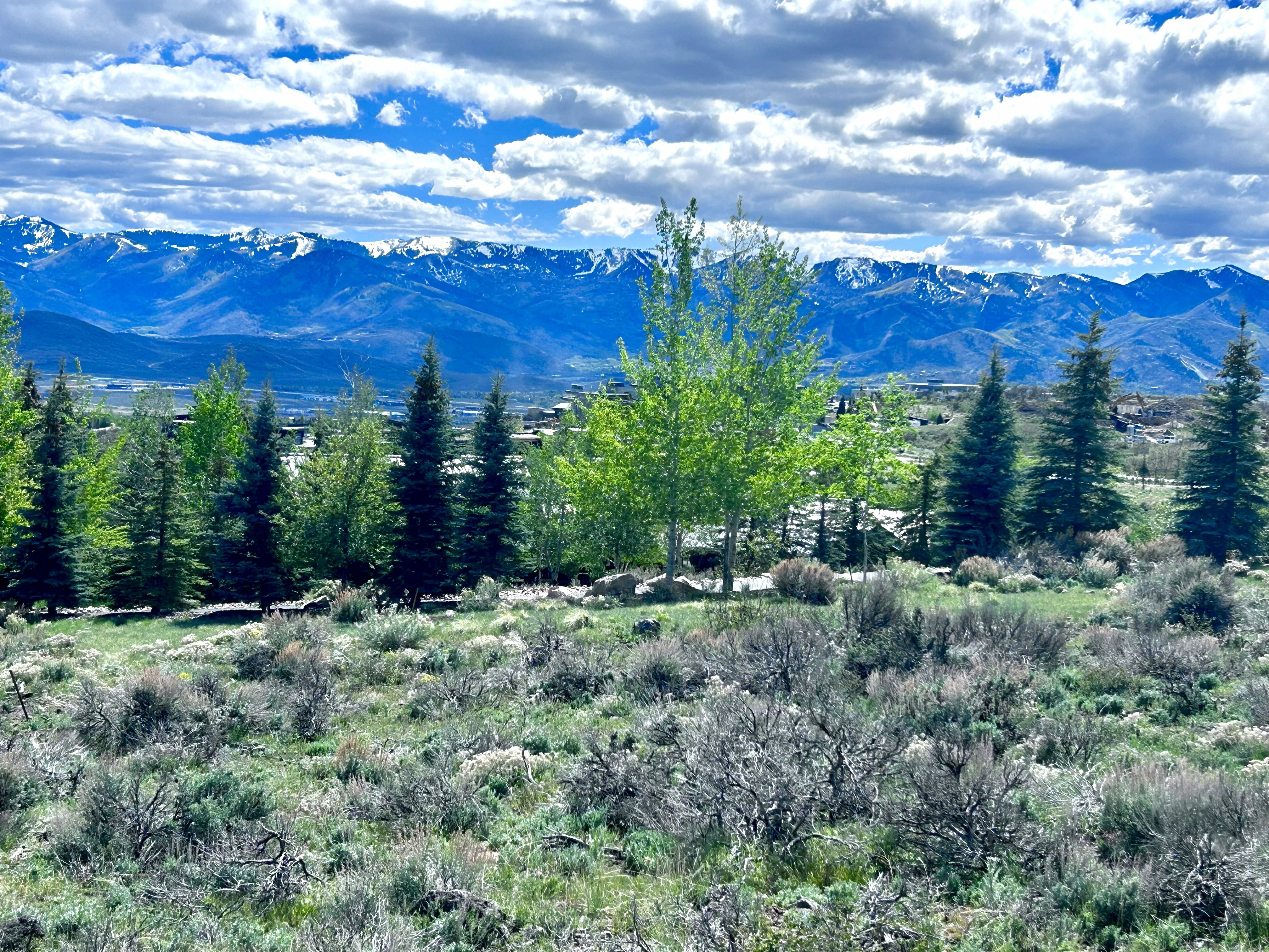 Expansive natural landscape featuring scattered evergreen trees and deciduous trees