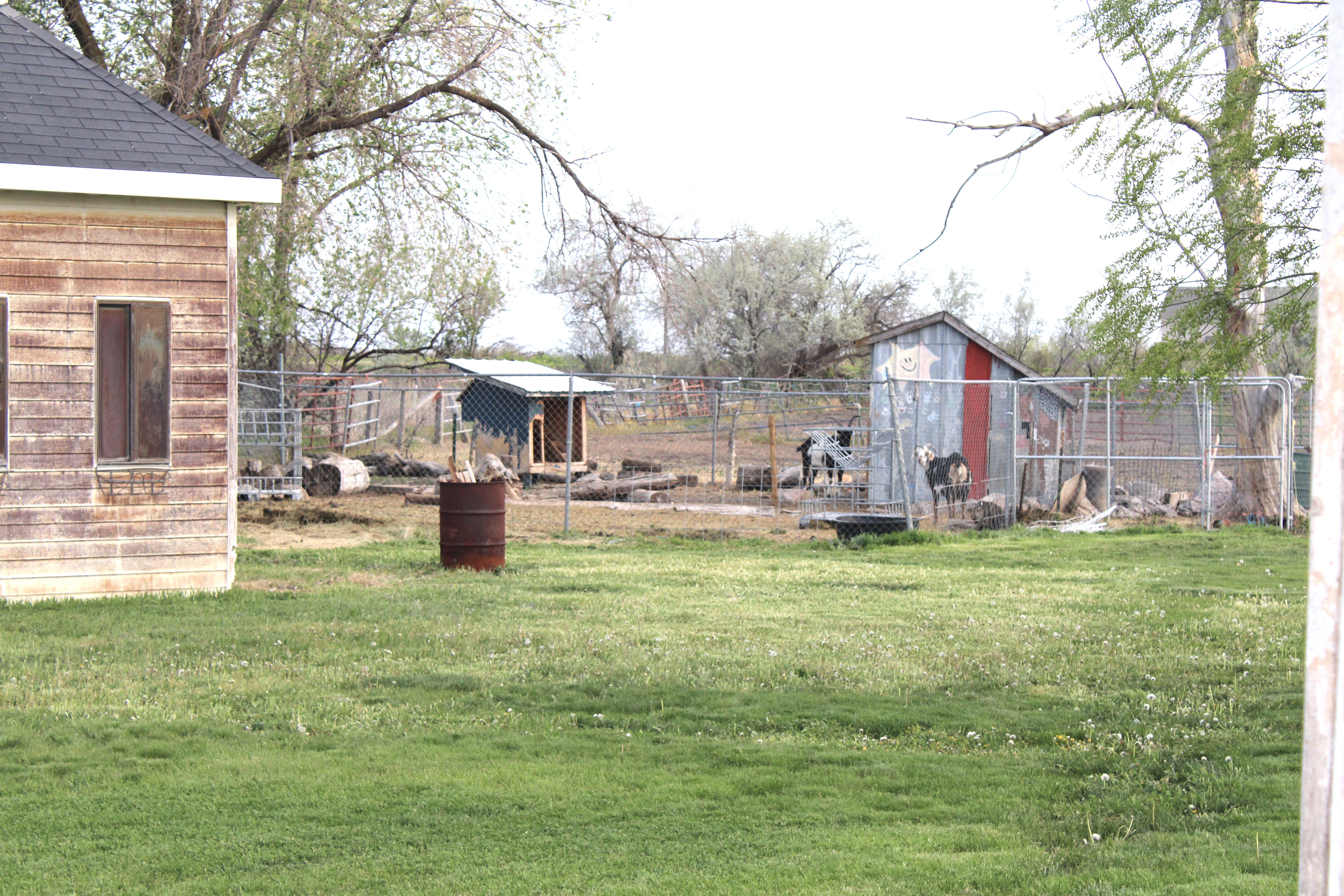 View of yard with Goats