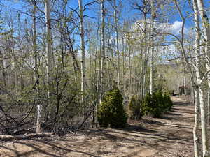 View of tree filled front yard from street looking down east side of circular driveway
