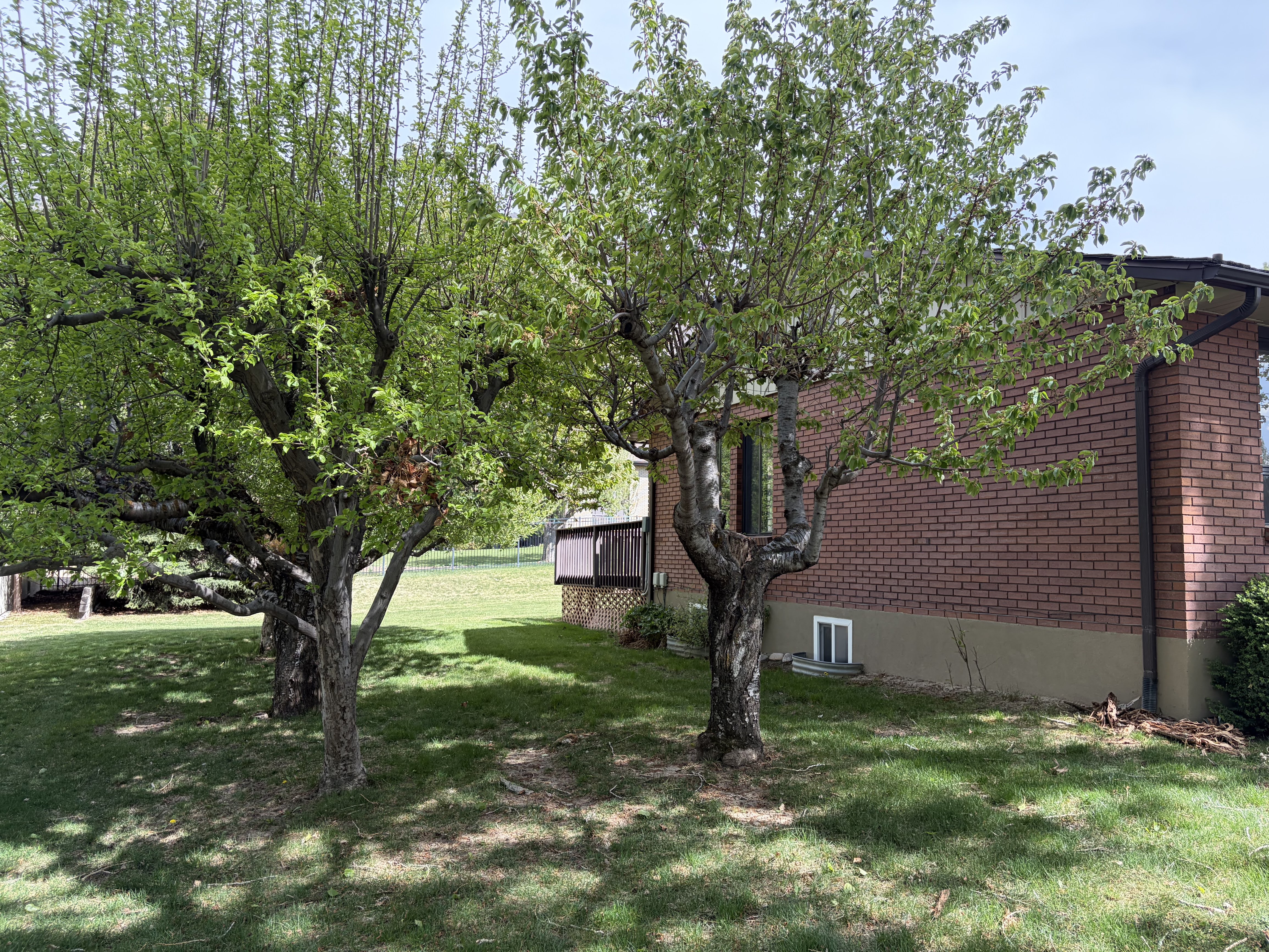 View of grassy yard with a deck