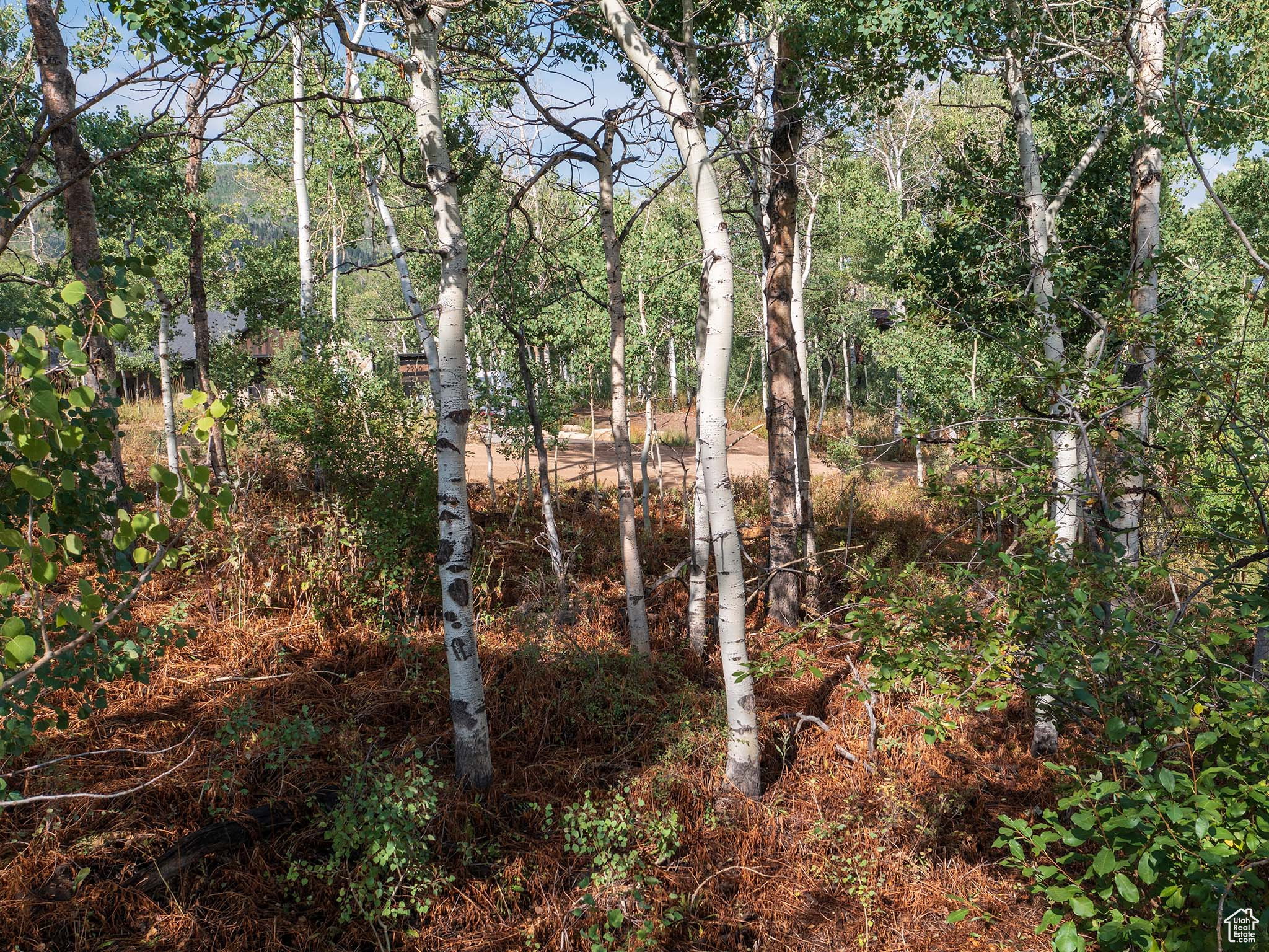 View of nature