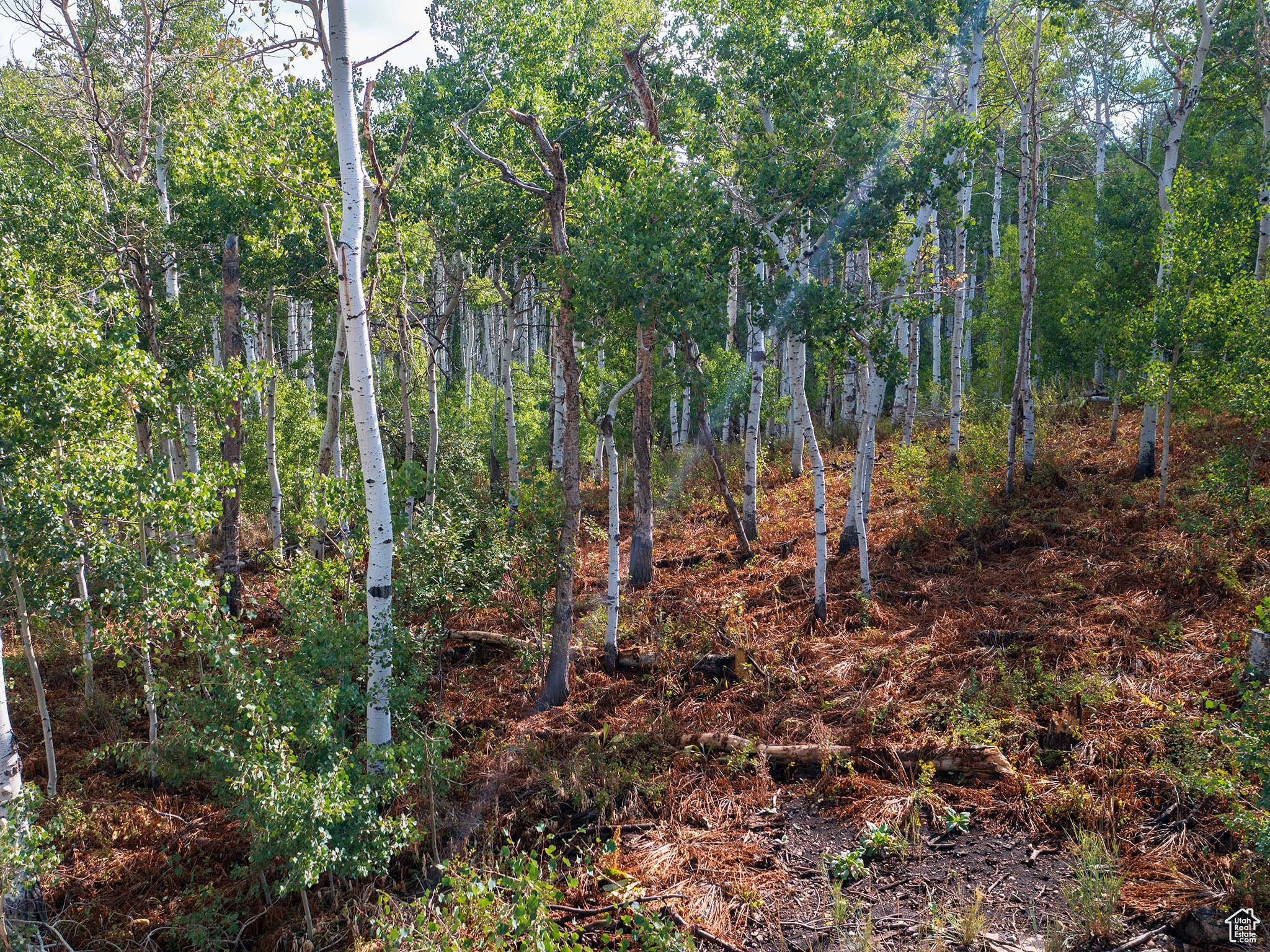 View of tree filled area