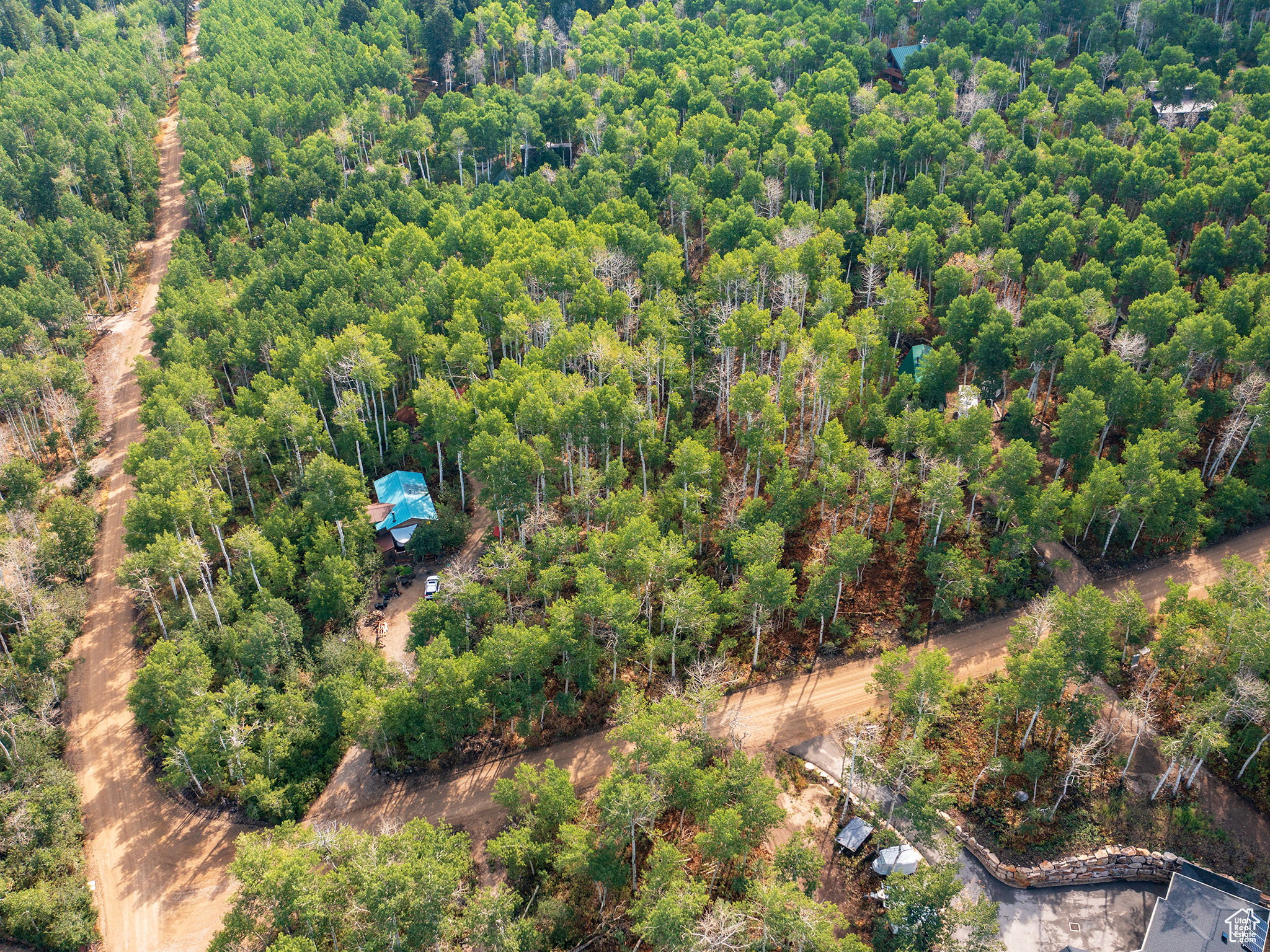 Aerial view of a forest