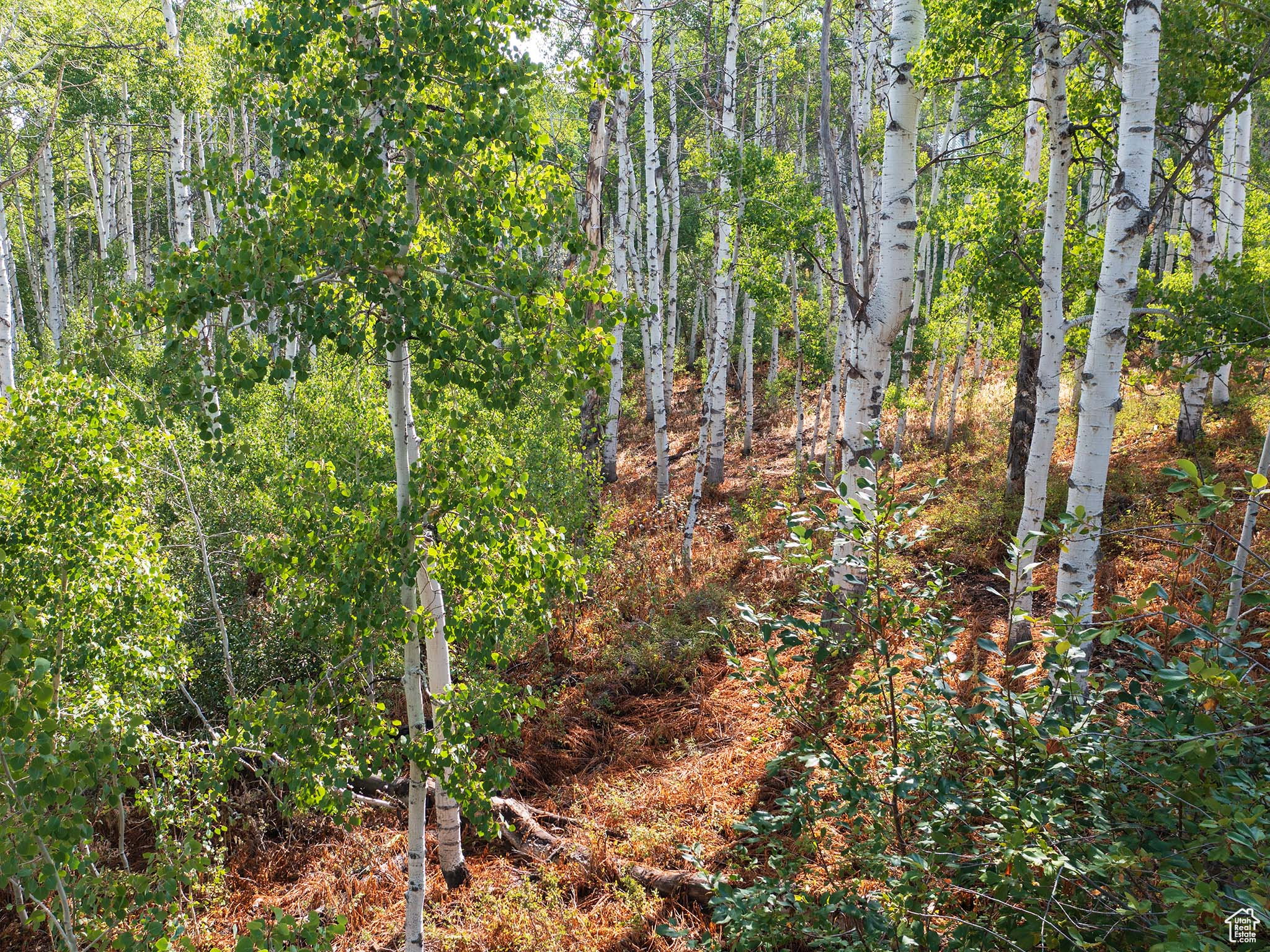 View of woods