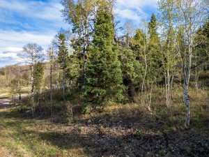 View of woods