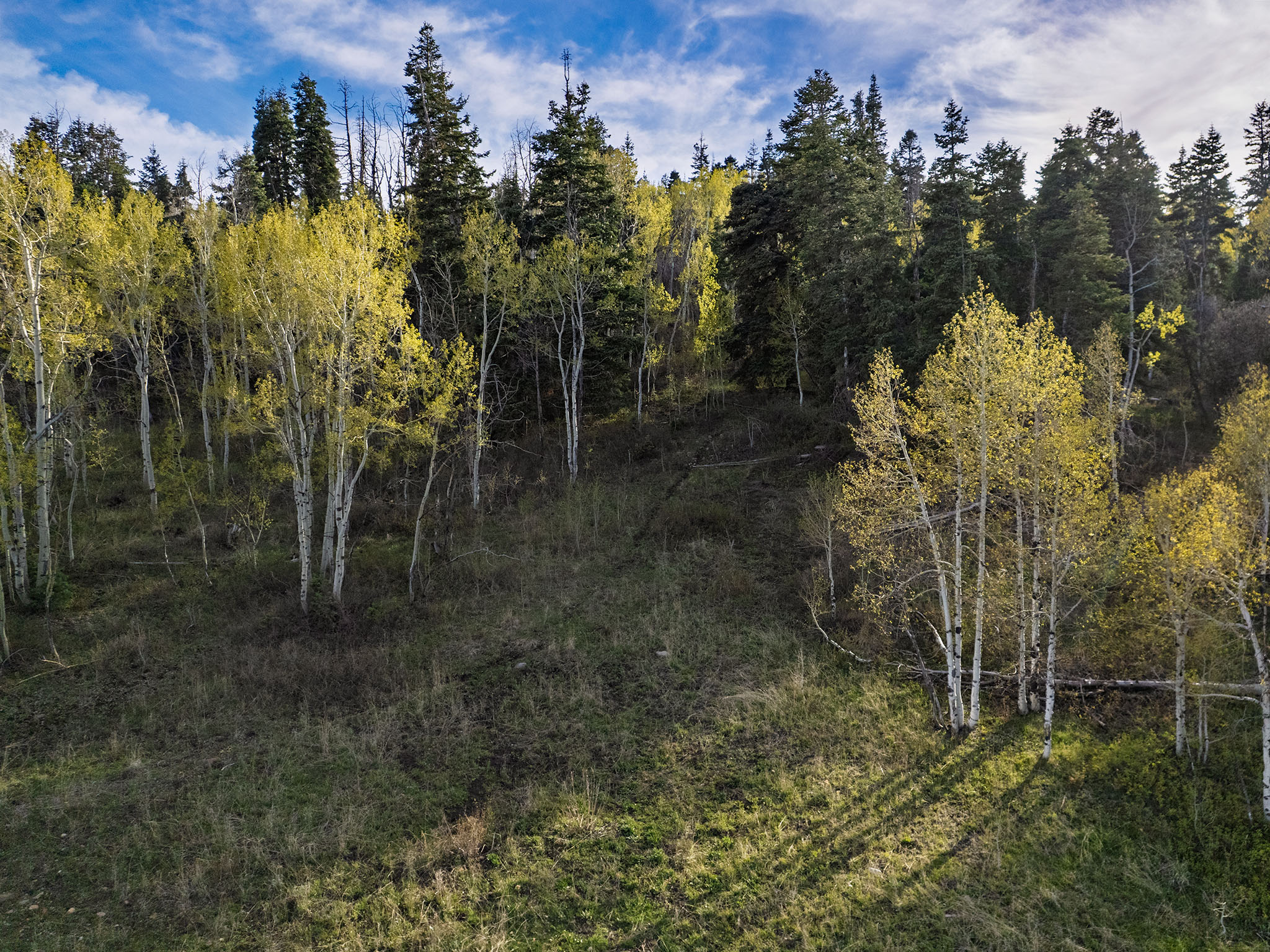 View of tree filled area