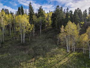 View of tree filled area