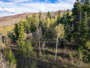 View of tree filled area