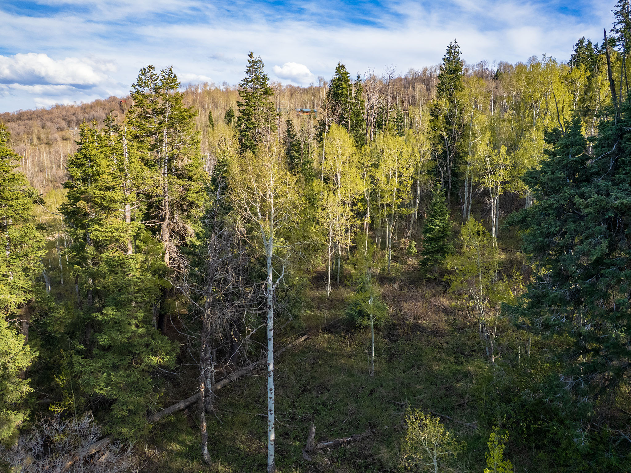 View of wooded area