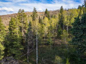 View of wooded area