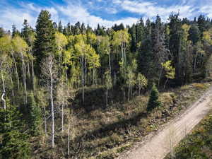 View of tree filled area