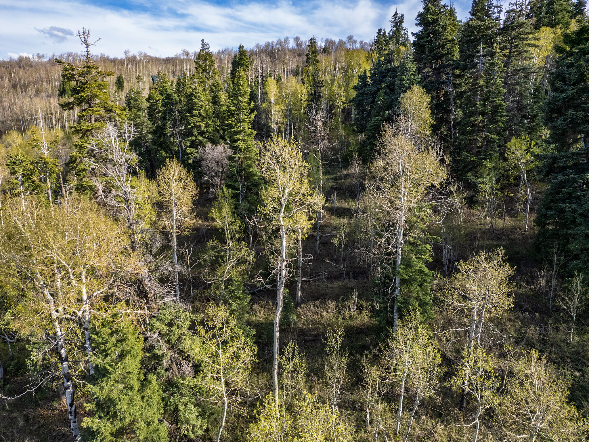 View of wooded area
