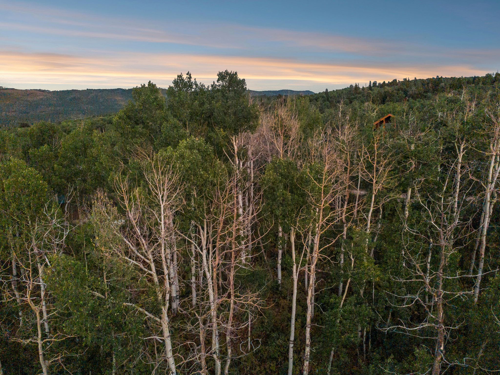 View of wooded area