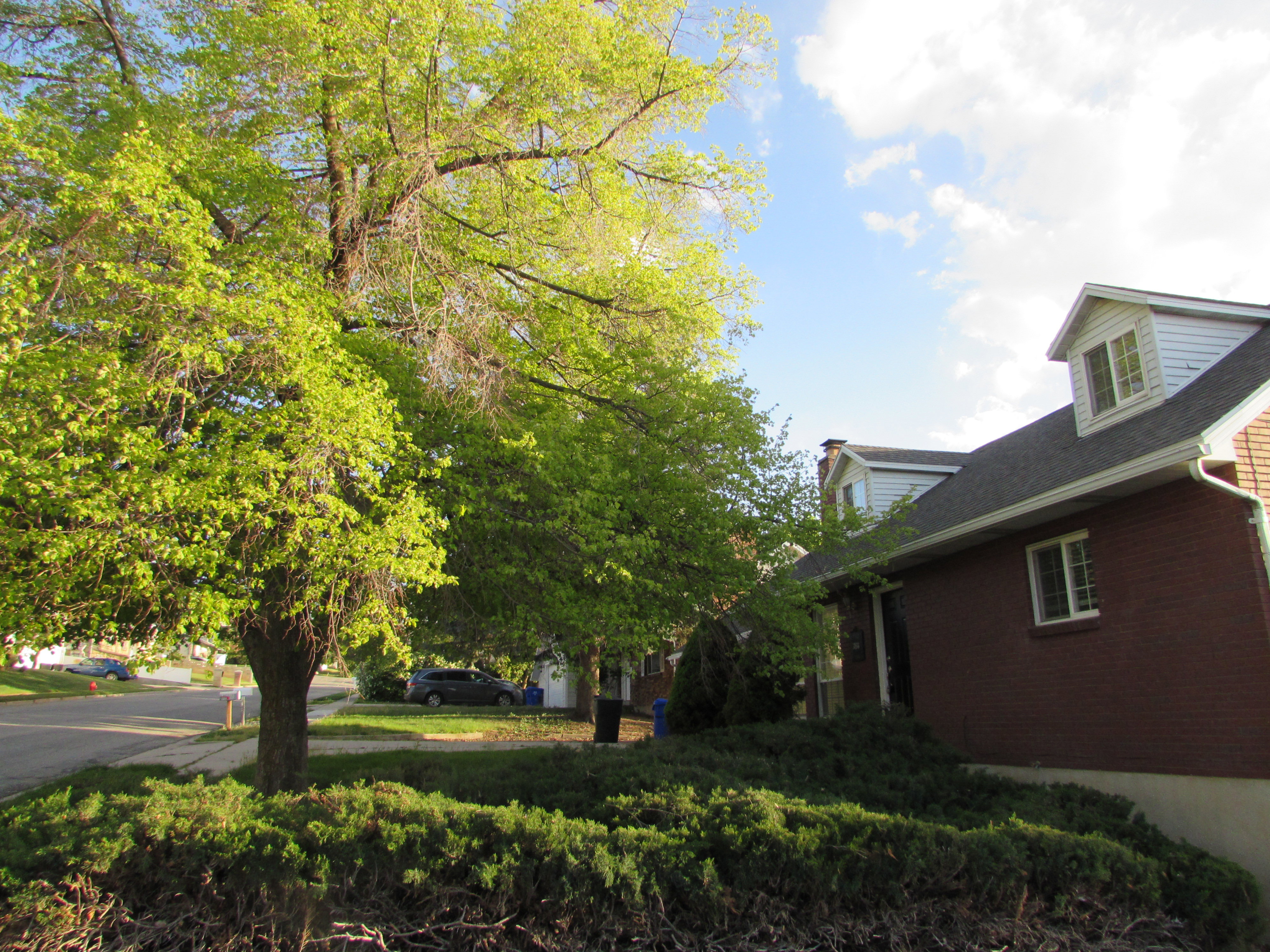 View of front yard