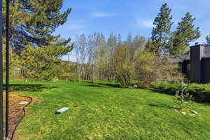 View of grassy yard