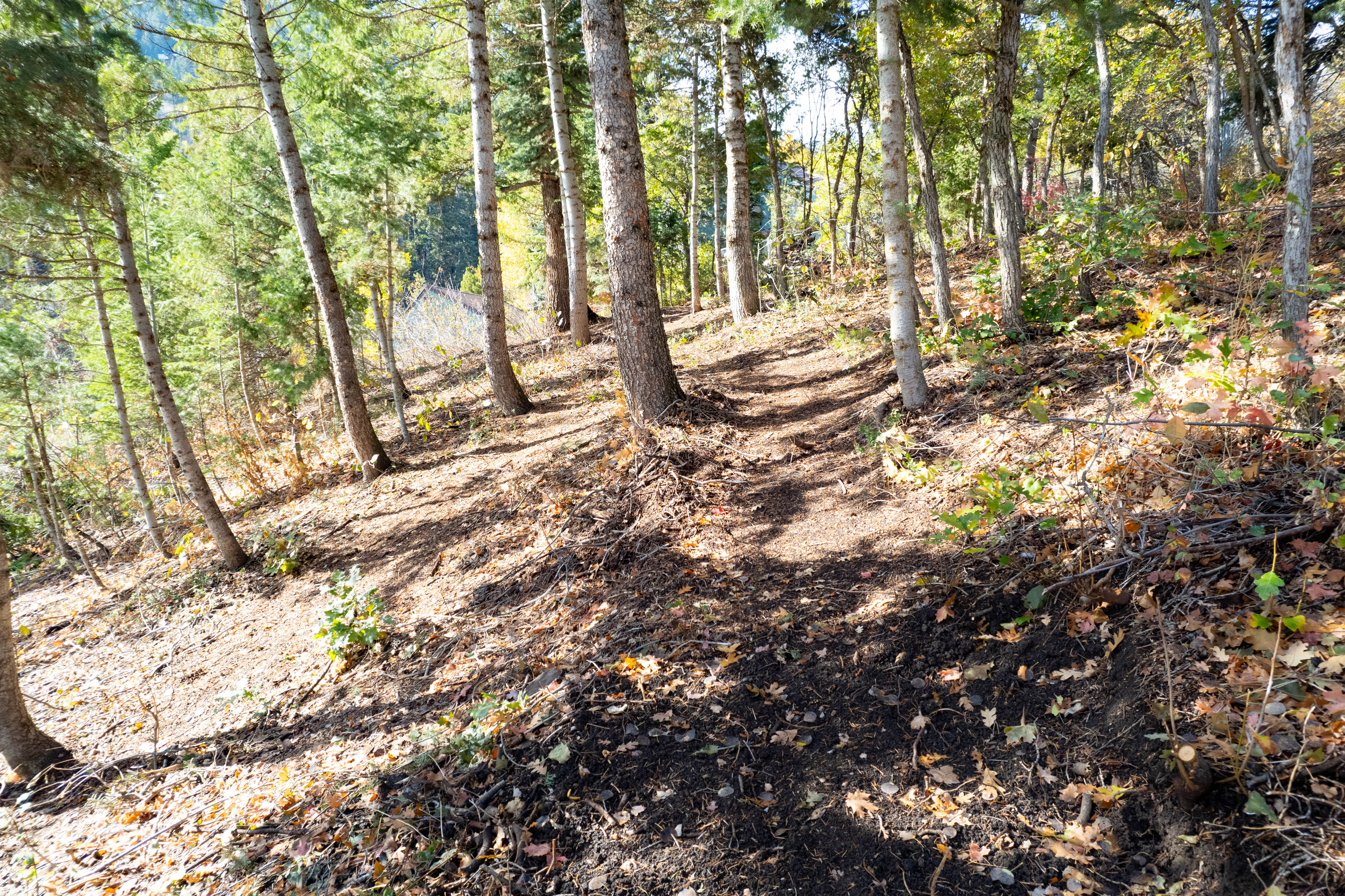 View of woods