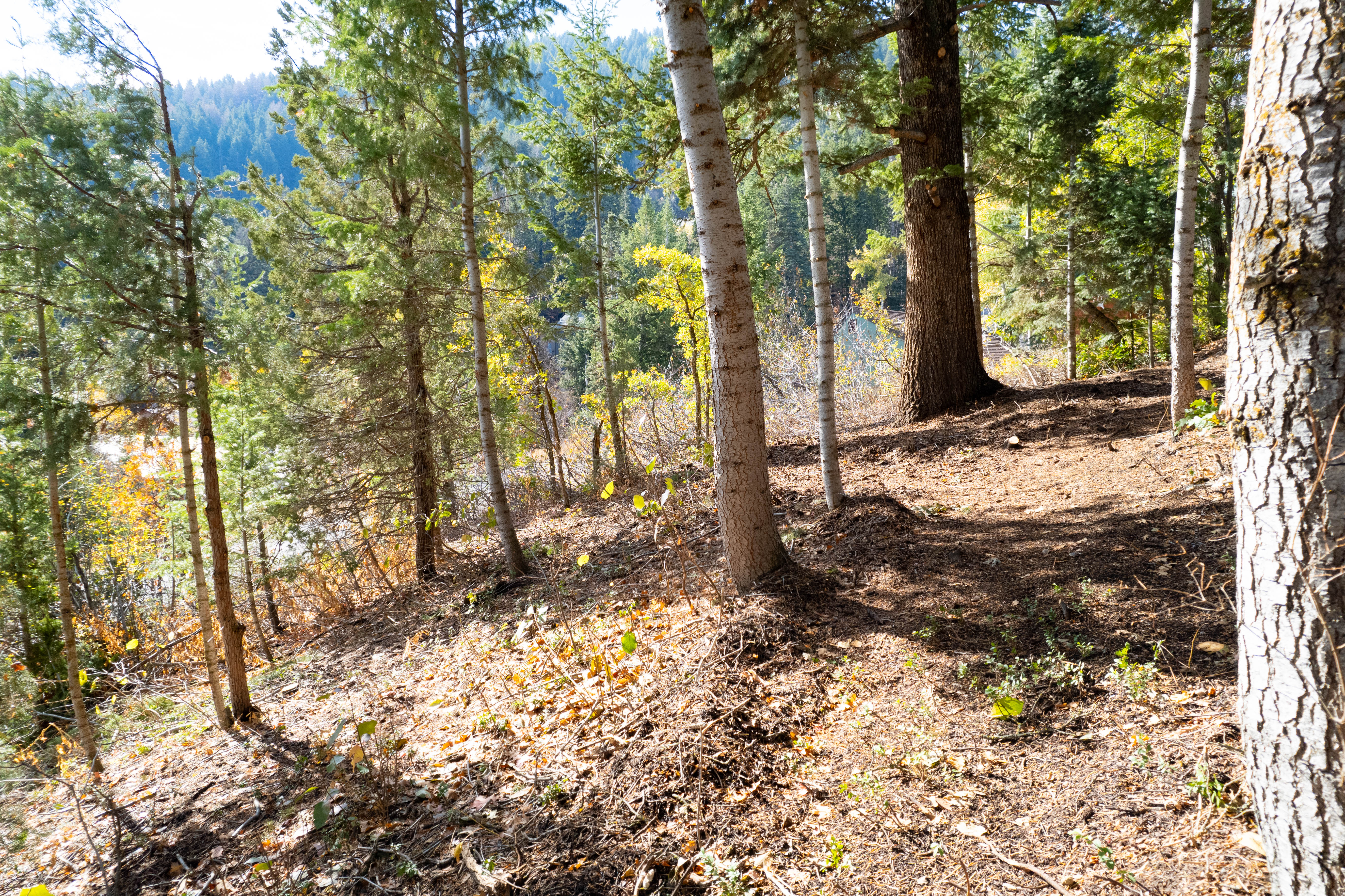 View of tree filled area